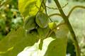 tamarillo